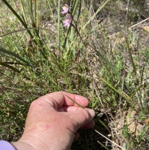 Thelymitra sp. (pauciflora complex) at Broadway, NSW - suppressed