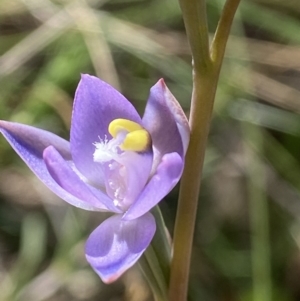 Thelymitra peniculata at Broadway, NSW - 20 Oct 2023