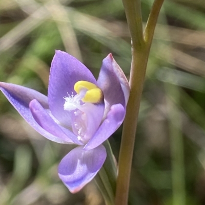 Thelymitra peniculata (Blue Star Sun-orchid) at Broadway, NSW - 20 Oct 2023 by AJB