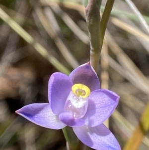 Thelymitra peniculata at Broadway, NSW - suppressed