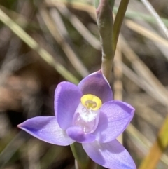 Thelymitra peniculata at Broadway, NSW - 20 Oct 2023