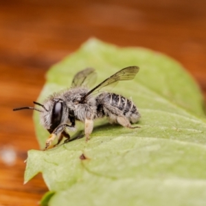 Pseudoanthidium (Immanthidium) repetitum at Macgregor, ACT - 29 Nov 2023