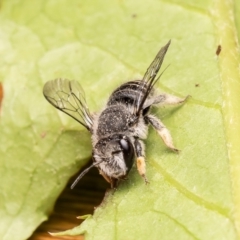 Pseudoanthidium (Immanthidium) repetitum at Macgregor, ACT - 29 Nov 2023