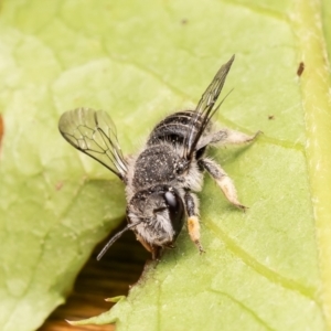 Pseudoanthidium (Immanthidium) repetitum at Macgregor, ACT - 29 Nov 2023