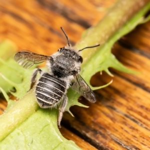 Pseudoanthidium (Immanthidium) repetitum at Macgregor, ACT - 29 Nov 2023