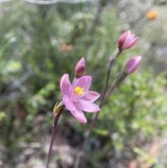 Thelymitra carnea (Tiny Sun Orchid) at Broadway, NSW - 20 Oct 2023 by AJB