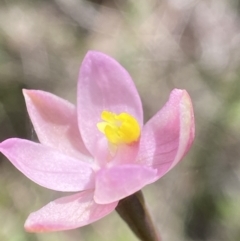 Thelymitra carnea at Broadway, NSW - 20 Oct 2023