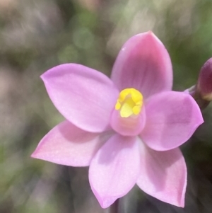 Thelymitra carnea at Broadway, NSW - 20 Oct 2023