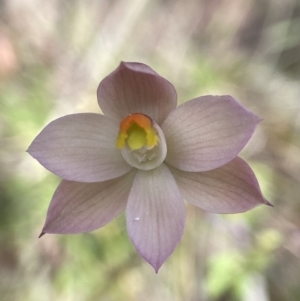 Thelymitra rubra at Broadway, NSW - suppressed