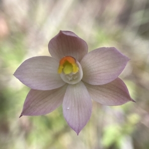 Thelymitra rubra at Broadway, NSW - 20 Oct 2023
