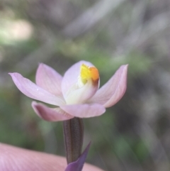 Thelymitra rubra at Broadway, NSW - suppressed