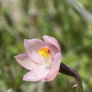 Thelymitra rubra at Broadway, NSW - 20 Oct 2023