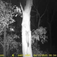 Petaurus norfolcensis (Squirrel Glider) at Albury - 11 Apr 2023 by DMeco