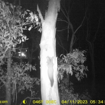 Petaurus norfolcensis (Squirrel Glider) at Thurgoona, NSW - 11 Apr 2023 by DMeco