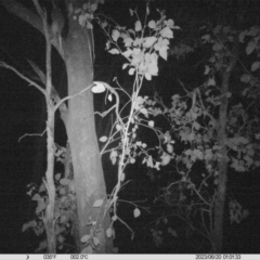 Pseudocheirus peregrinus (Common Ringtail Possum) at Thurgoona, NSW - 19 Jun 2023 by DMeco