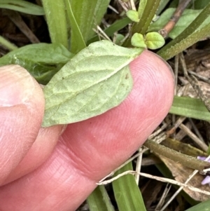 Prunella vulgaris at Kangaroo Valley, NSW - suppressed