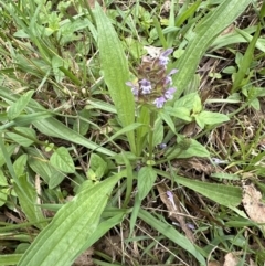 Prunella vulgaris at Kangaroo Valley, NSW - suppressed