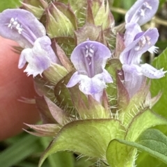 Prunella vulgaris at Kangaroo Valley, NSW - 29 Nov 2023