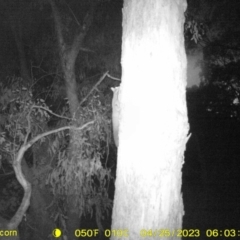 Petaurus norfolcensis (Squirrel Glider) at Monitoring Site 005 - Road - 24 Apr 2023 by DMeco