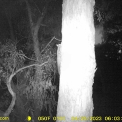 Petaurus norfolcensis (Squirrel Glider) at Point 26 - 25 Apr 2023 by DMeco