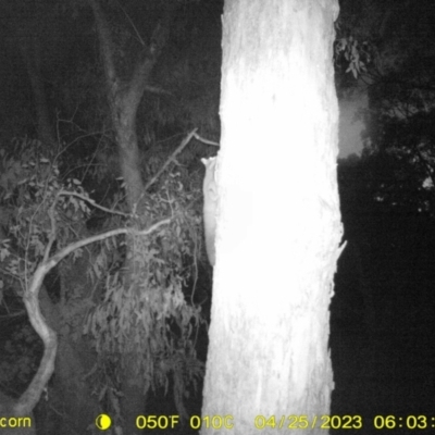 Petaurus norfolcensis (Squirrel Glider) at Monitoring Site 005 - Road - 24 Apr 2023 by DMeco