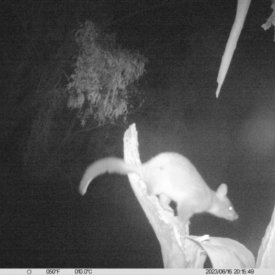 Trichosurus vulpecula (Common Brushtail Possum) at Thurgoona, NSW - 16 Jun 2023 by DMeco