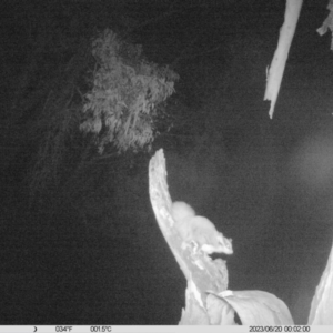Petaurus norfolcensis at Undefined Area - 20 Jun 2023 12:02 AM
