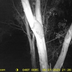 Trichosurus vulpecula (Common Brushtail Possum) at Wirlinga, NSW - 27 Jun 2023 by DMeco