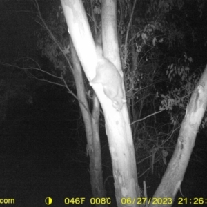 Trichosurus vulpecula at Undefined Area - 27 Jun 2023 09:26 PM