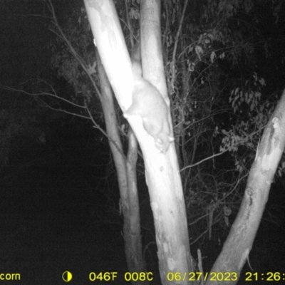 Trichosurus vulpecula (Common Brushtail Possum) at Wirlinga, NSW - 27 Jun 2023 by DMeco