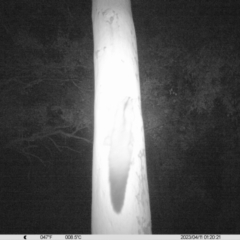 Petaurus norfolcensis (Squirrel Glider) at Monitoring Site 011 - Remnant - 10 Apr 2023 by DMeco