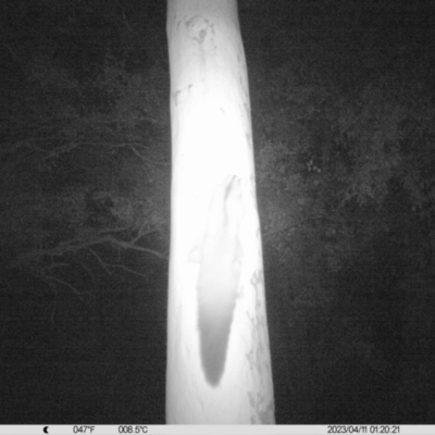 Petaurus norfolcensis (Squirrel Glider) at Monitoring Site 011 - Remnant - 11 Apr 2023 by DMeco