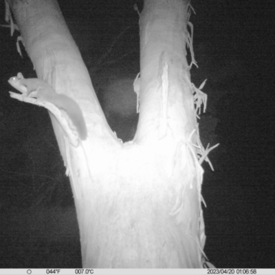 Petaurus norfolcensis (Squirrel Glider) at Monitoring Site 013 - Road - 19 Apr 2023 by DMeco