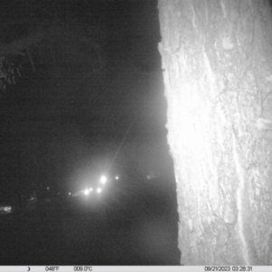 Petaurus norfolcensis at Undefined Area - 21 Sep 2023 03:28 AM