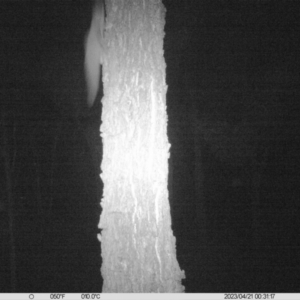 Petaurus norfolcensis at Undefined Area - 21 Apr 2023 12:31 AM