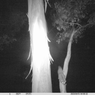 Petaurus norfolcensis (Squirrel Glider) at Monitoring Site 019 - Revegetation - 12 Apr 2023 by DMeco