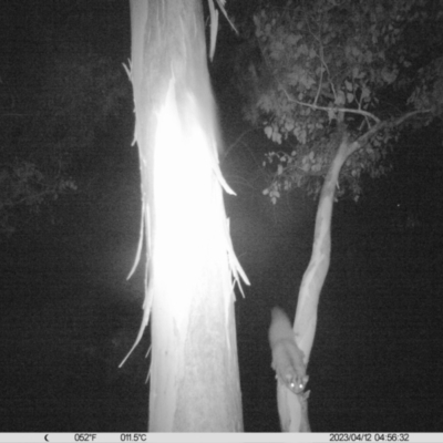 Petaurus norfolcensis (Squirrel Glider) at Charles Sturt University - 11 Apr 2023 by DMeco