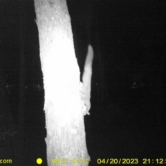 Petaurus norfolcensis (Squirrel Glider) at Monitoring Site 020 - Revegetation - 20 Apr 2023 by DMeco