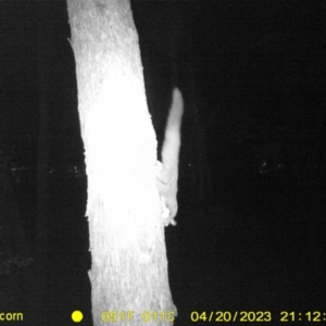 Petaurus norfolcensis at Undefined Area - 20 Apr 2023 09:12 PM