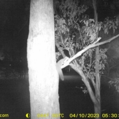Petaurus norfolcensis (Squirrel Glider) at Monitoring Site 022 - Road - 10 Apr 2023 by DMeco