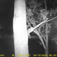 Petaurus norfolcensis (Squirrel Glider) at Albury - 9 Apr 2023 by DMeco