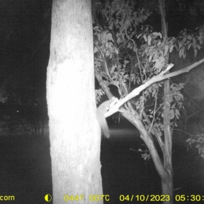 Petaurus norfolcensis (Squirrel Glider) at Albury - 9 Apr 2023 by DMeco