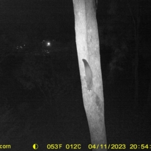 Petaurus norfolcensis at Undefined Area - 11 Apr 2023 08:54 PM