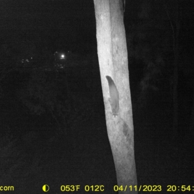 Petaurus norfolcensis (Squirrel Glider) at Monitoring Site 005 - Road - 11 Apr 2023 by DMeco