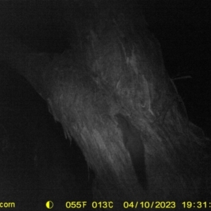 Petaurus norfolcensis at Bird Monitoring Site 13 - Albury Environmental Lands  - 10 Apr 2023 07:31 PM