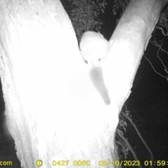 Trichosurus vulpecula (Common Brushtail Possum) at Thurgoona, NSW - 9 May 2023 by DMeco