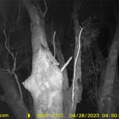 Petaurus norfolcensis (Squirrel Glider) at Monitoring Site 030 - Riparian - 28 Apr 2023 by DMeco