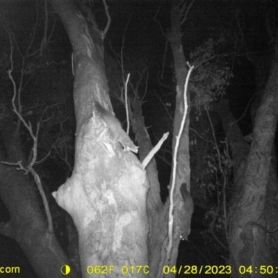 Petaurus norfolcensis (Squirrel Glider) at Albury - 27 Apr 2023 by DMeco