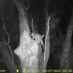 Trichosurus vulpecula (Common Brushtail Possum) at Monitoring Site 030 - Riparian - 27 Apr 2023 by DMeco