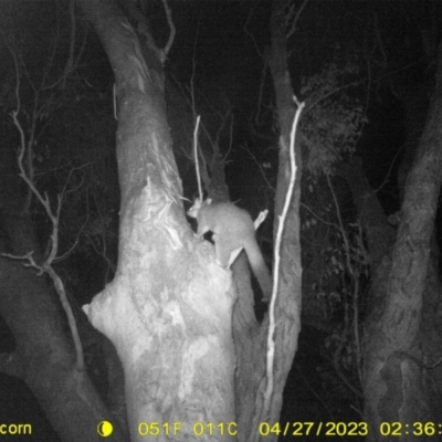 Trichosurus vulpecula (Common Brushtail Possum) at Albury - 26 Apr 2023 by DMeco